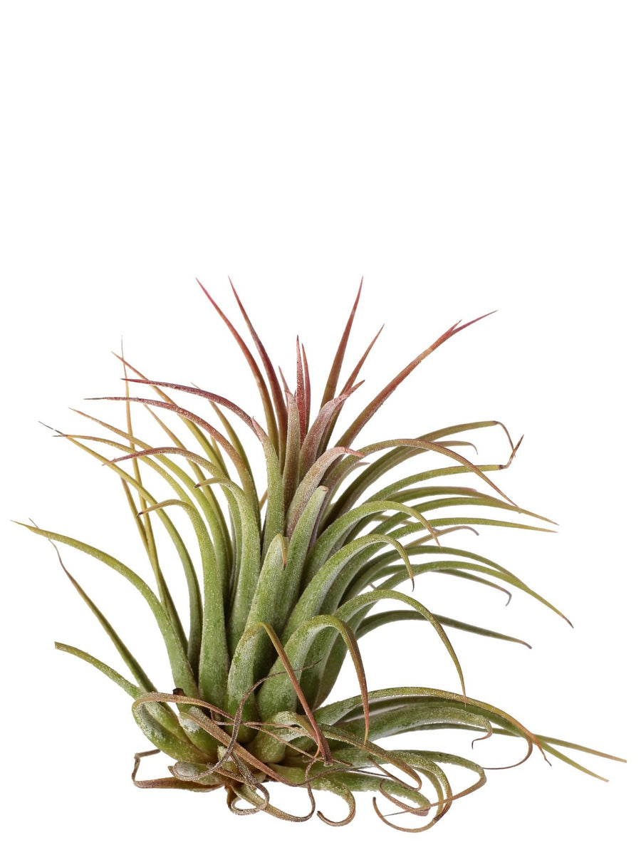 Tillandsia ionantha 'Rubra' 2 piante /H 8 Cm. - Casita Hermosa