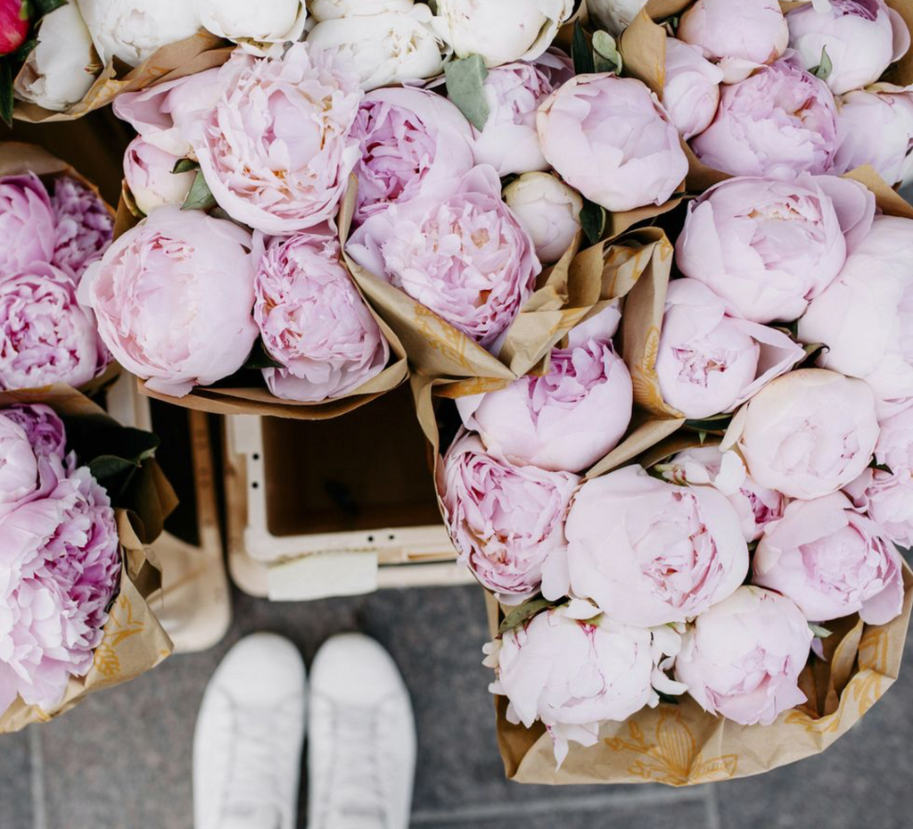 TODO SOBRE LA PEONÍA – Flores Maria Gana