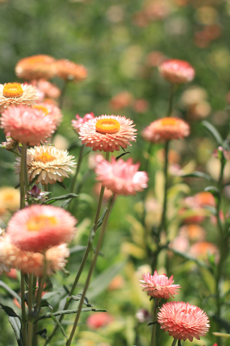 SIEMPREVIVAS 'Apricot Mix' – Flores Maria Gana