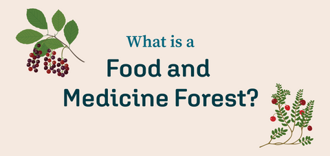 Click to learn more about a Food and Medicine Forest