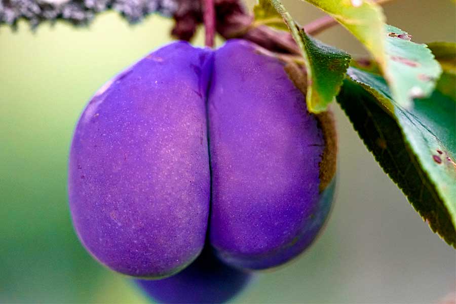 Plum, Anal Sex