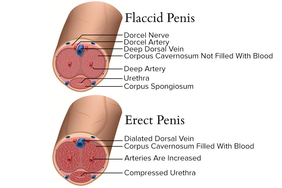 Penis Erection Diagram