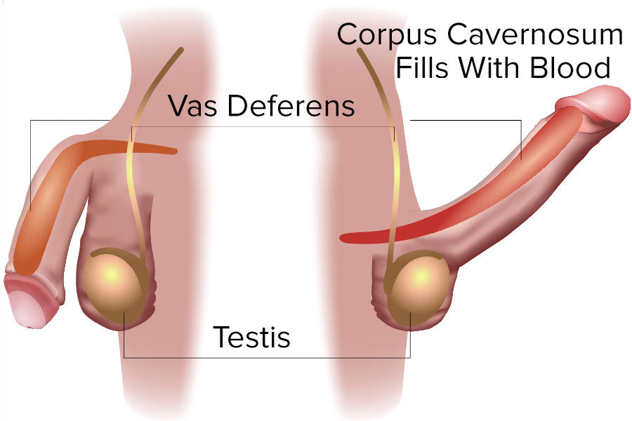 Diagram Of The Penis