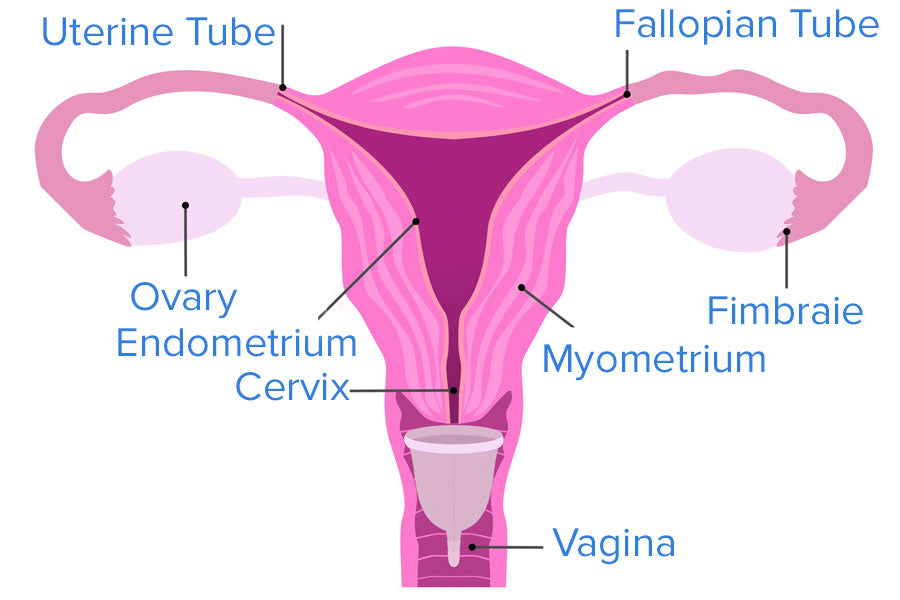 Diagram of Menstrual Cup Positioning In Vagina