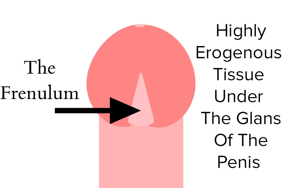 Diagram Of The Frenulum