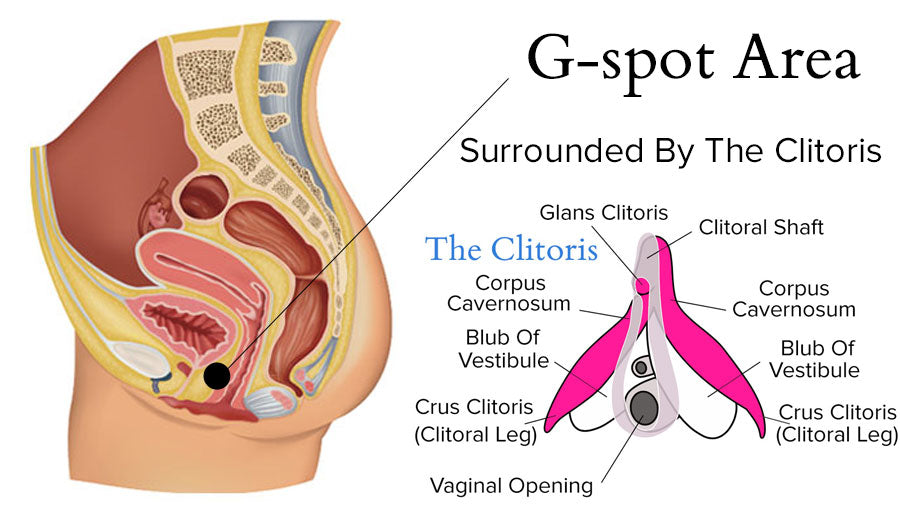 G-spot And Clitoris Diagram