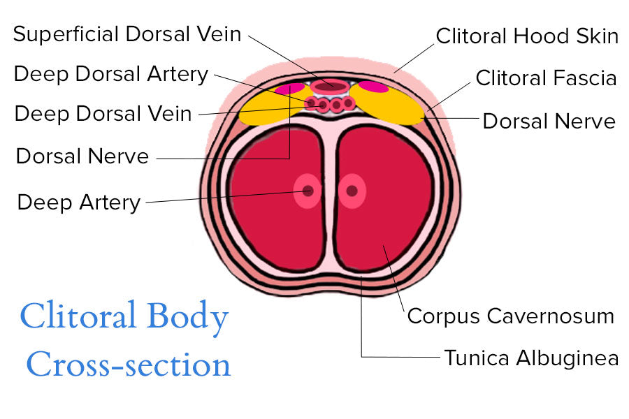 Cross-section of the Clitorial Body Diagram