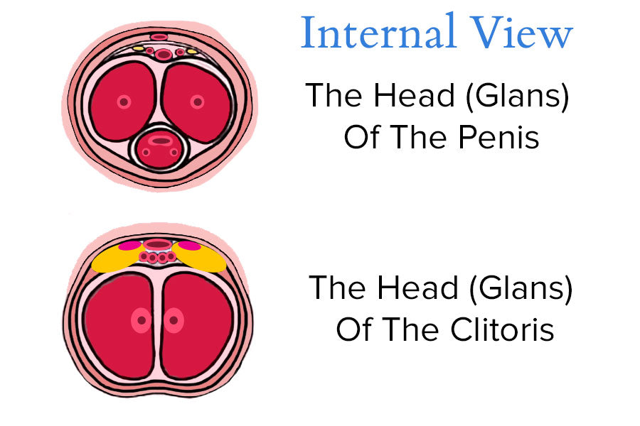 Internal View Of Penis & Clitoris