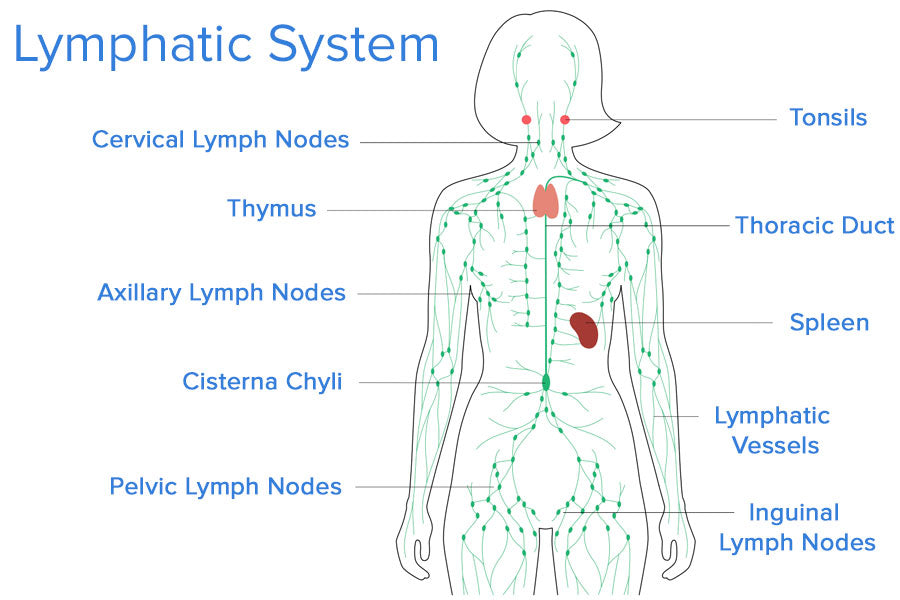 lymphatic system diagram