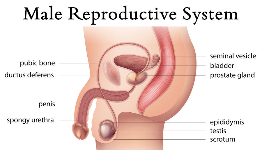 Male Reproductive System Diagram