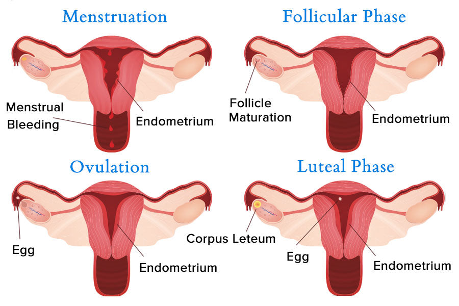 Menstrual Cycle Phases Diagram