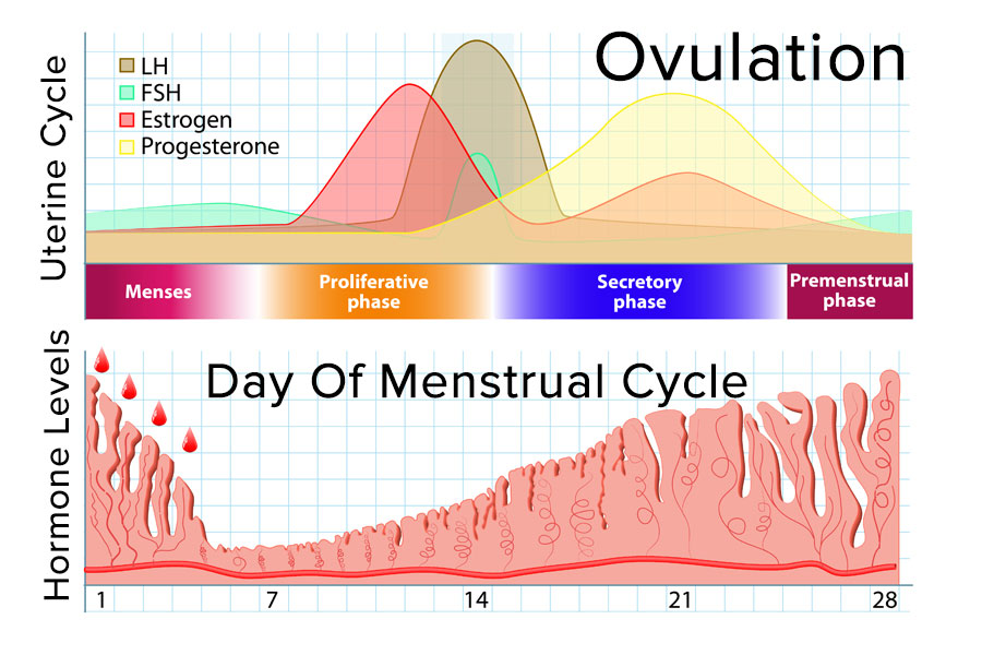 Menstrual Cycle Diagram