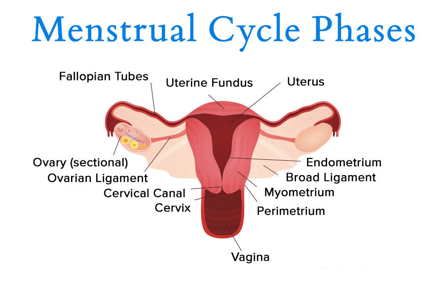 Menstrual Cycle Phases Diagram