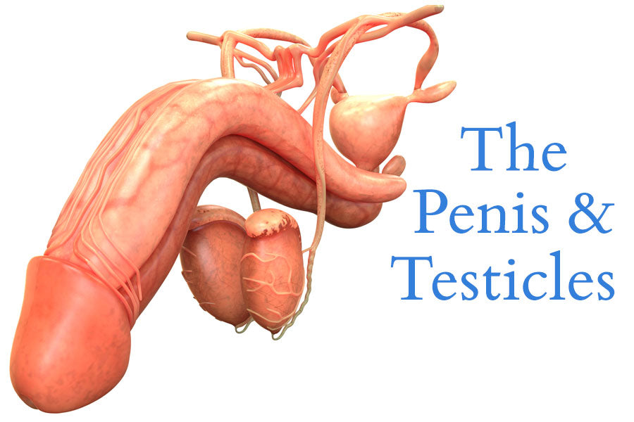 Penis & Testicles Diagram