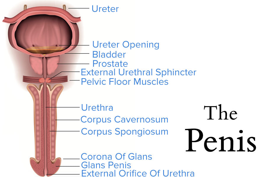 Penis Diagram