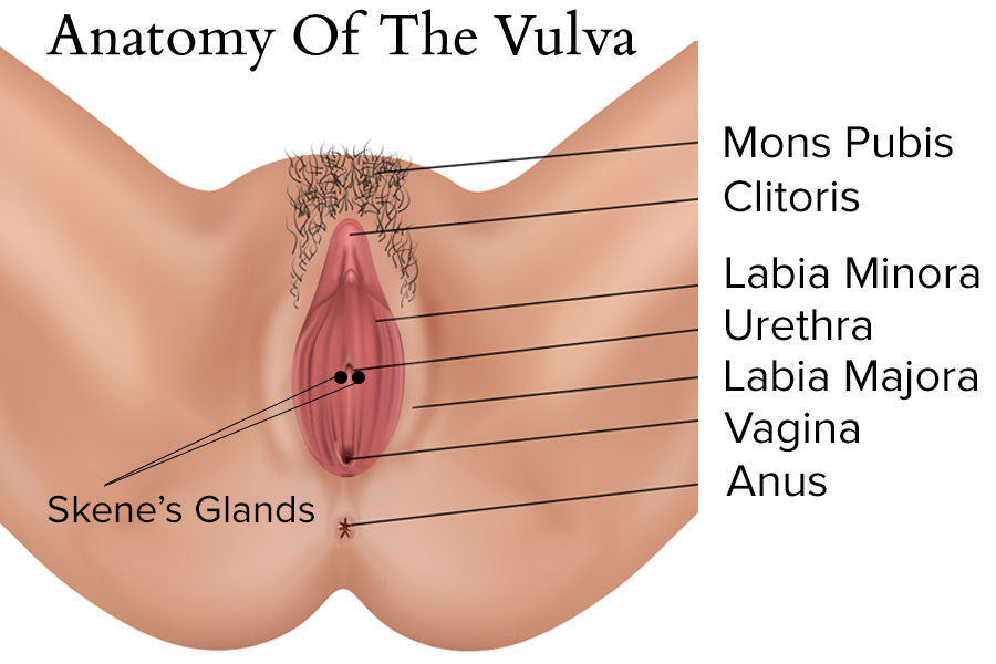 Skene's Glands and Vulva Diagram