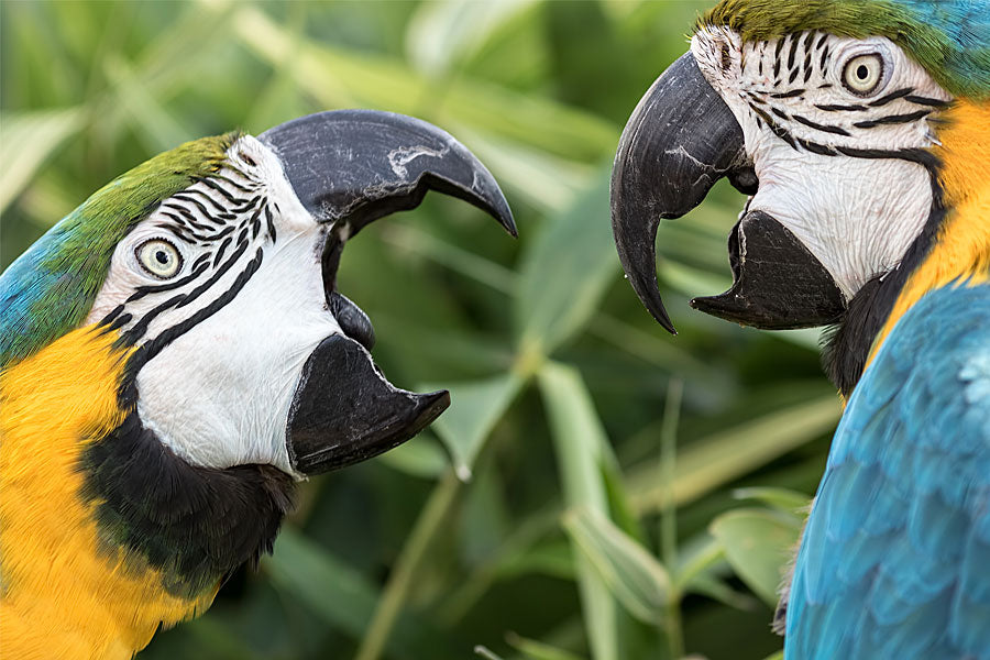 parrots arguing