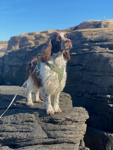 Harry engelsk springer spaniel i Lilla havsbutiken