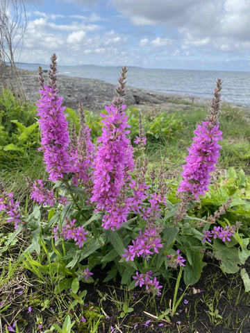 Fackelblomster vid havet