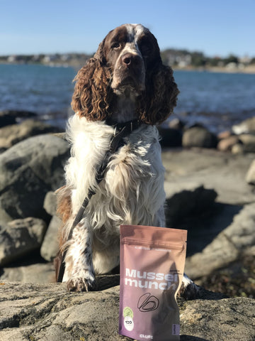 Harry spaniel med Musselmunch hundgodis med blåmusslor