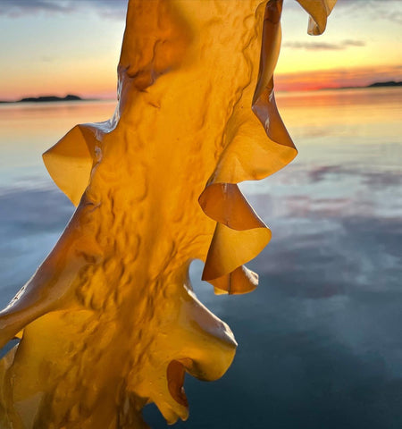 Sockertång från ten island seafarm i Lilla havsbutiken