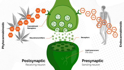 Functional Cannabinoid System infographic