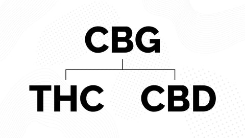 CBGA branches into THC and CBD graphic