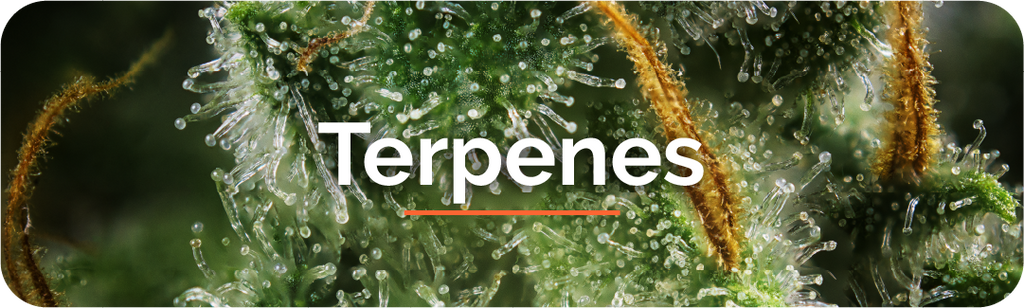 terpenes