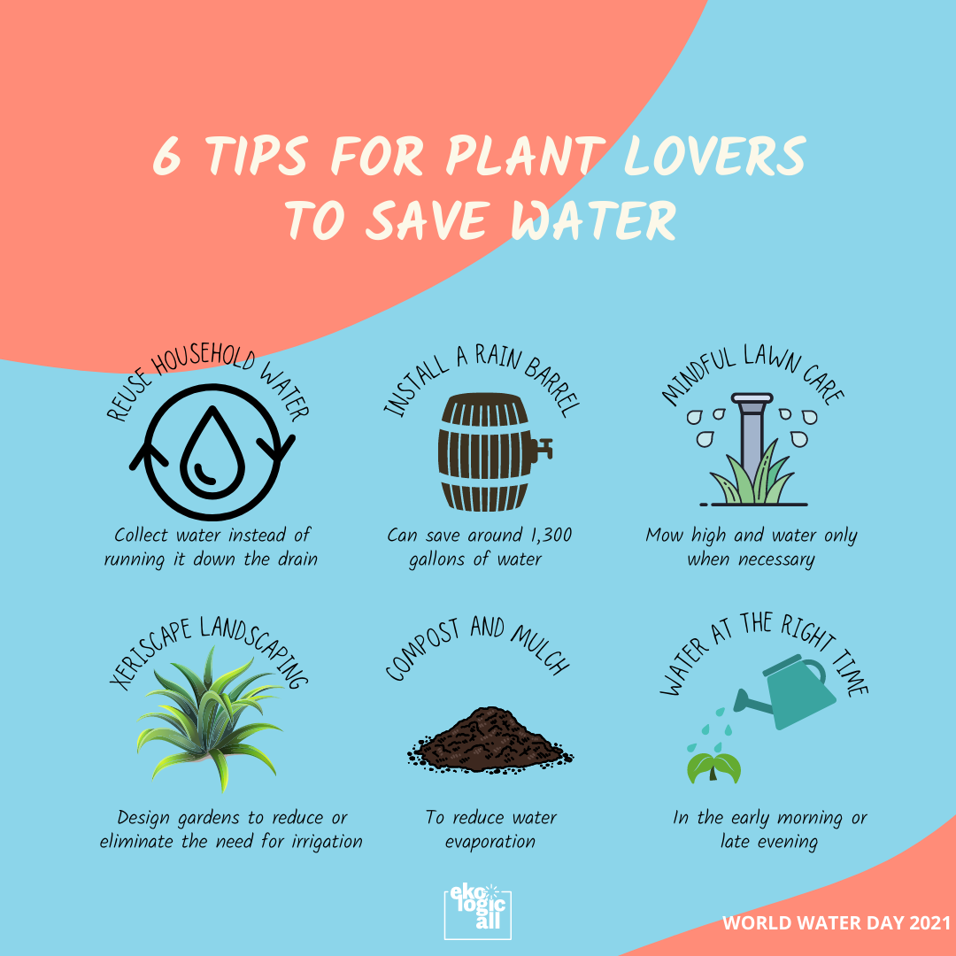 6 tips for plant lovers to save water - Ekologicall