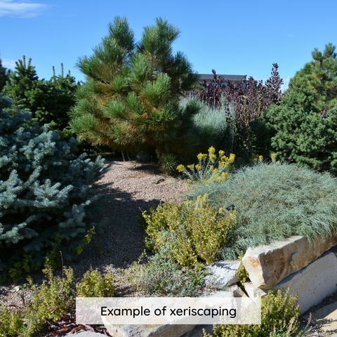 Example of xeriscaping