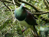 nz natives to attract birds trees and shrubs