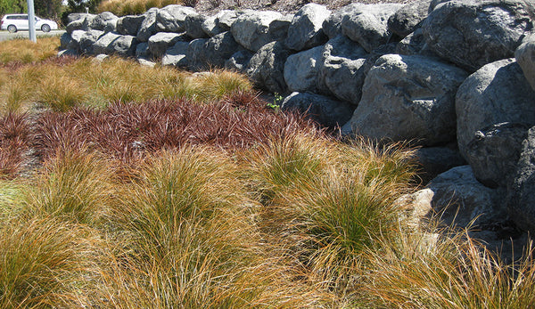 carex testacea - golden tussock