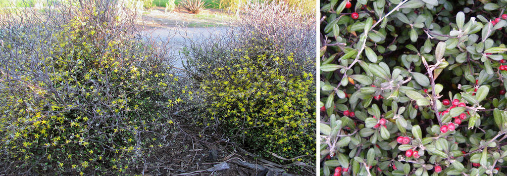 Corokia cotoneaster