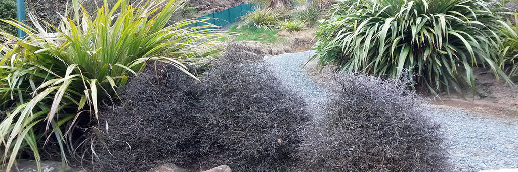 Corokia cotoneaster - wire netting bush