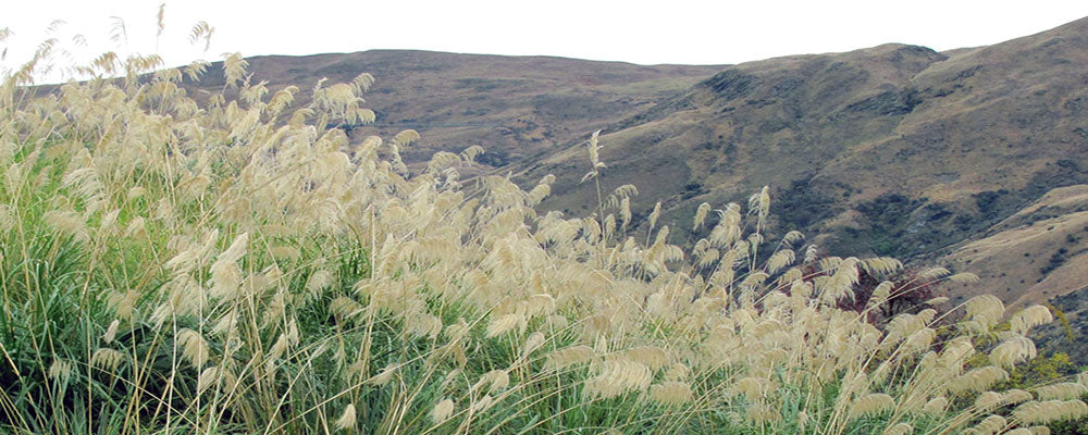 Cortaderia richardii - south island toe toe