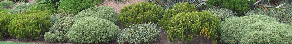 new zealand hebes alpine varieties