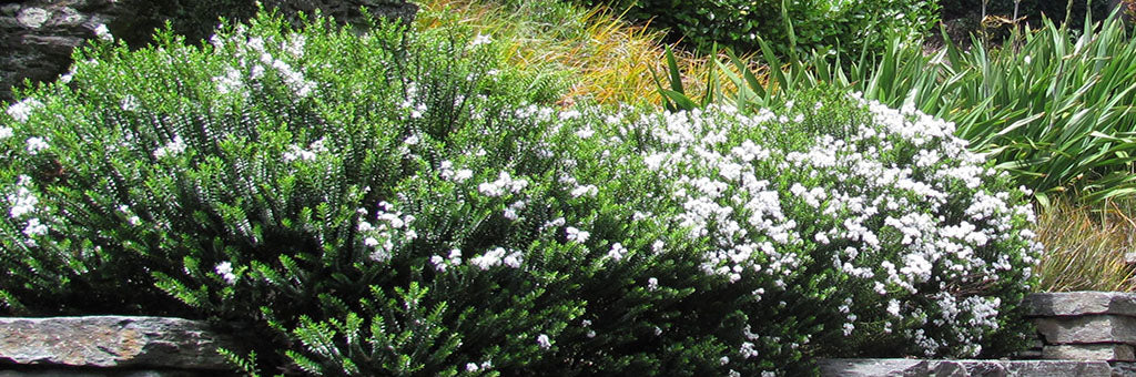 new zealand hebes alpine odora