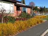 mass planting with nz natives