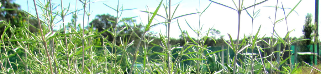 Olearia dartonii - twiggy tree daisy