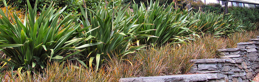 phormium cookianum mountain flax wharariki