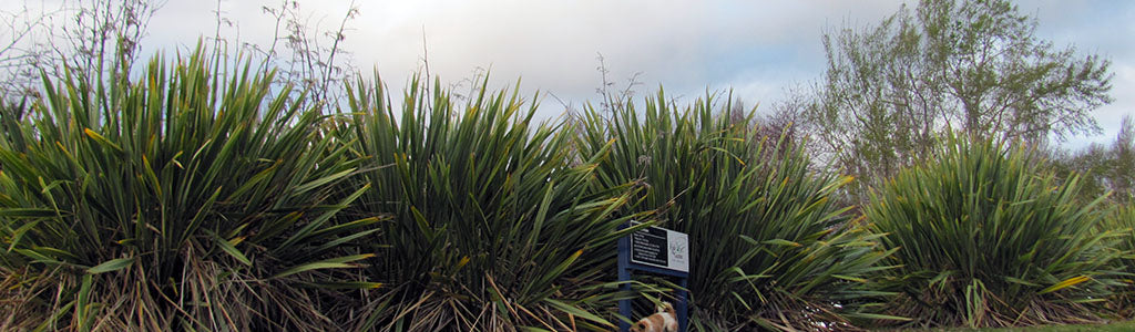 phormium tenax harakeke swamp flax