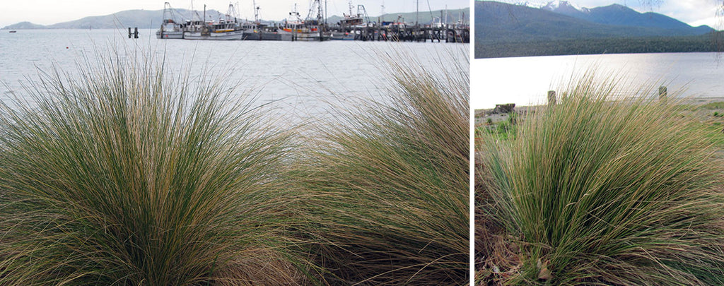 poa cita - silver tussock