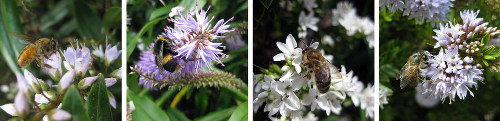 flowers on new zealand hebes plants for bees