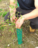 Tree Guards - Large x 100