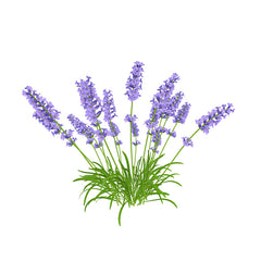 Lavendel