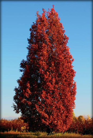Quercus bicolor 'Bonnie and Mike' - Spring Grove Nursery
