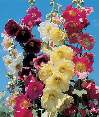 Pink Yellow and Cream Hollyhocks against a blue sky