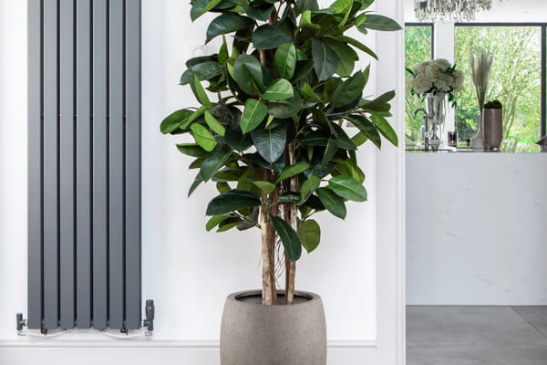 Large Fiddle Leaf Fig