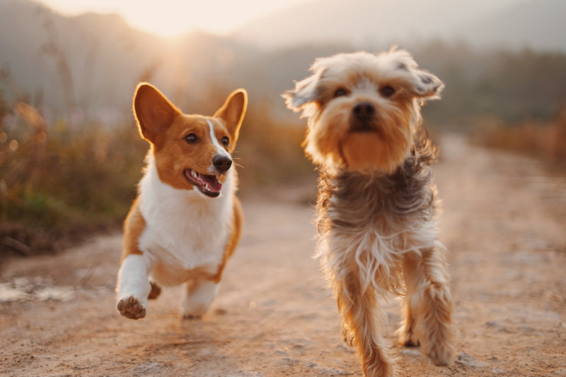 もう1匹犬猫を飼いたい ペットの多頭飼いを始める前に