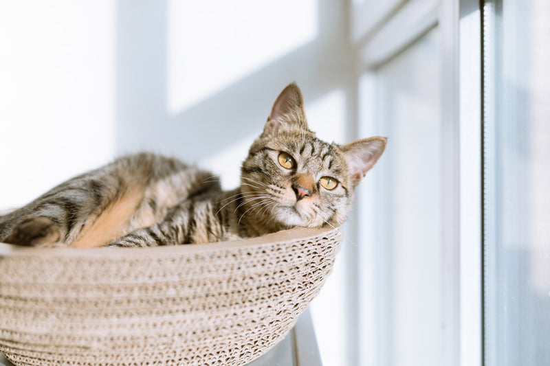 スクラッチは猫のストレス解消と爪の健康に